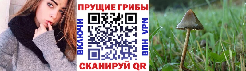 Галлюциногенные грибы GOLDEN TEACHER  магазин продажи   Мостовской 